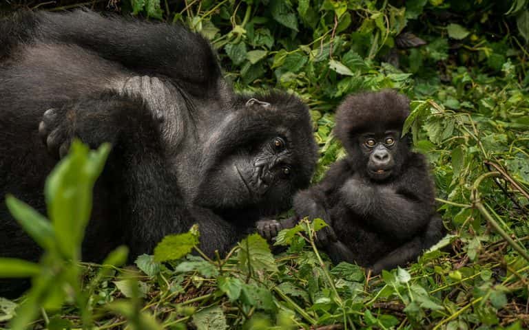 Gorillas at One&Only Gorilla's Nest